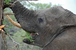 elephant
